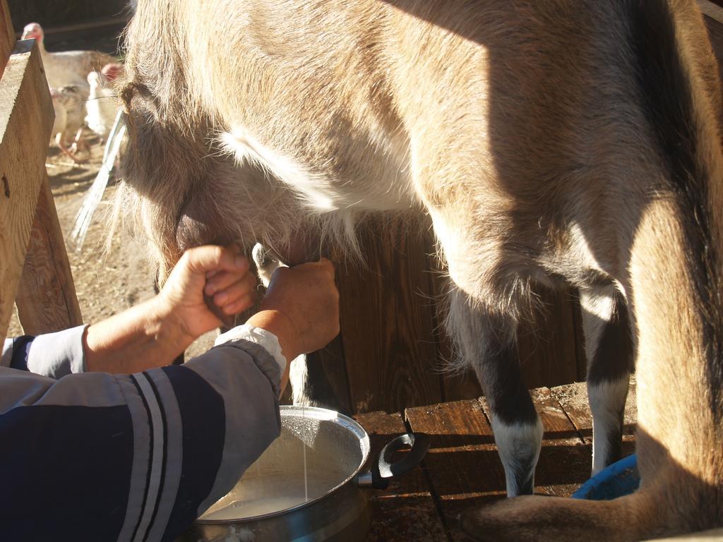 Medny Dvor Farm Stay Medna Buitenkant foto